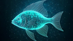 Operation FishMedley